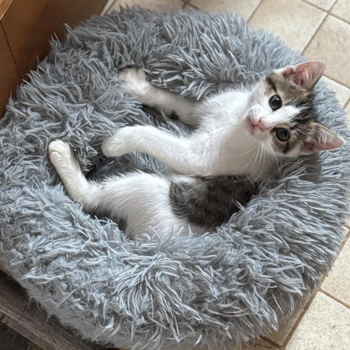 Churo (tripod)