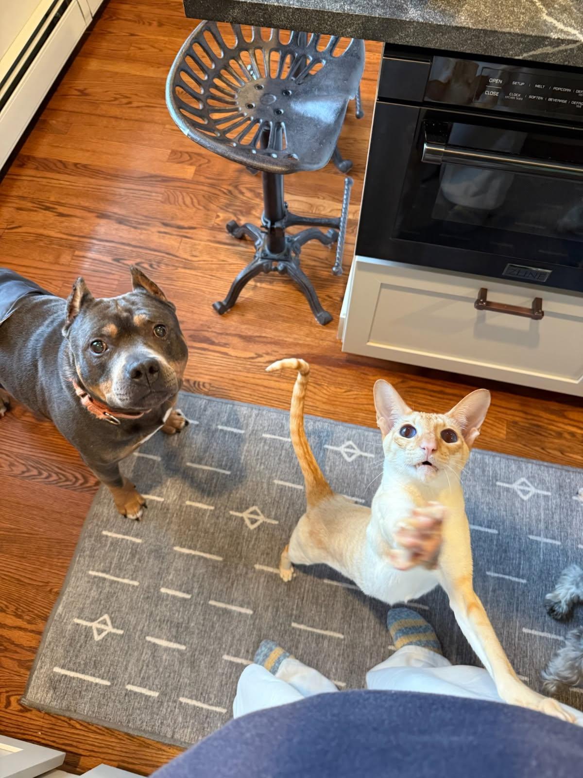 Enlarge Louie - in foster care.  Such a special dog!, a Adoptable Pit Bull Terrier in Randolph, NJ image 1/1