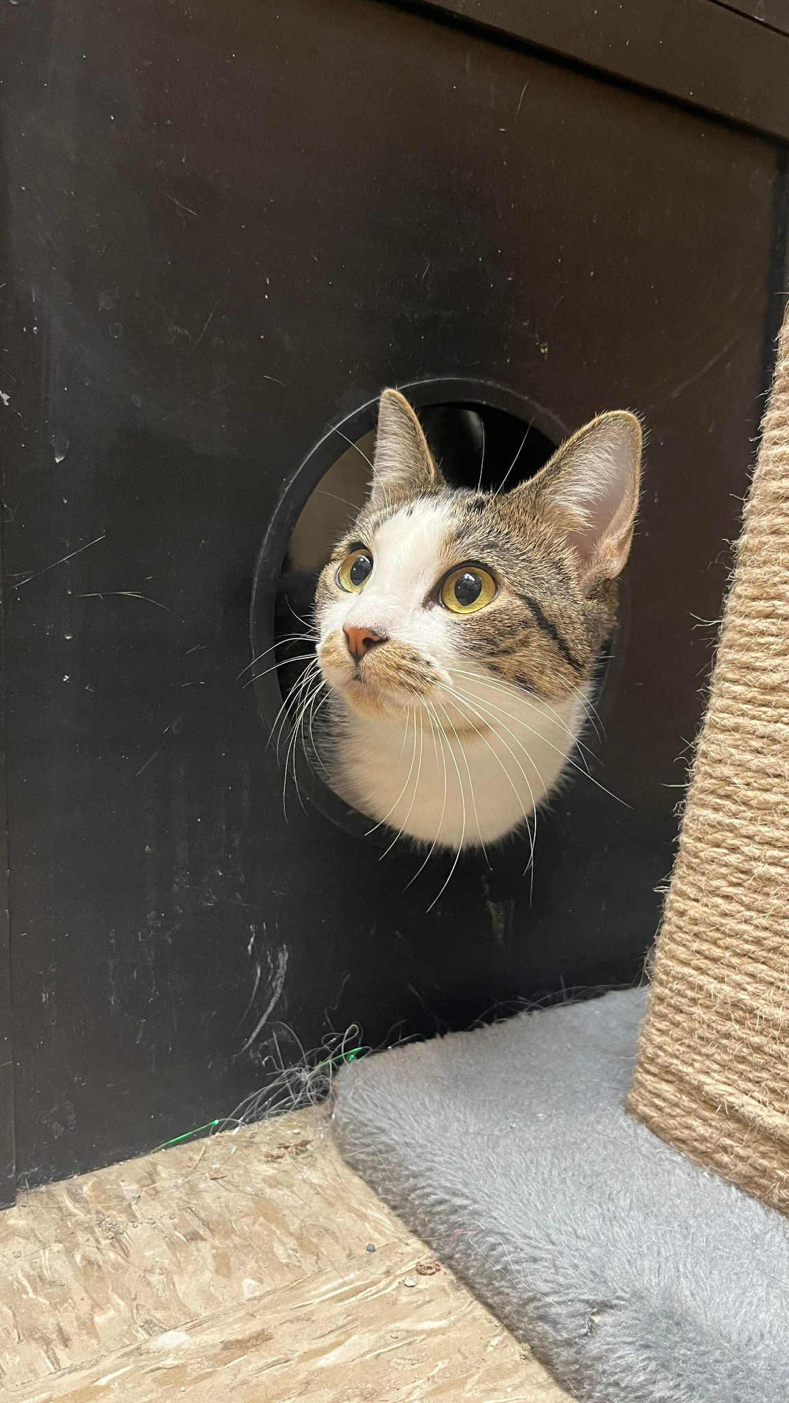 Minnie, Adoptable, Young Female Domestic Short Hair.