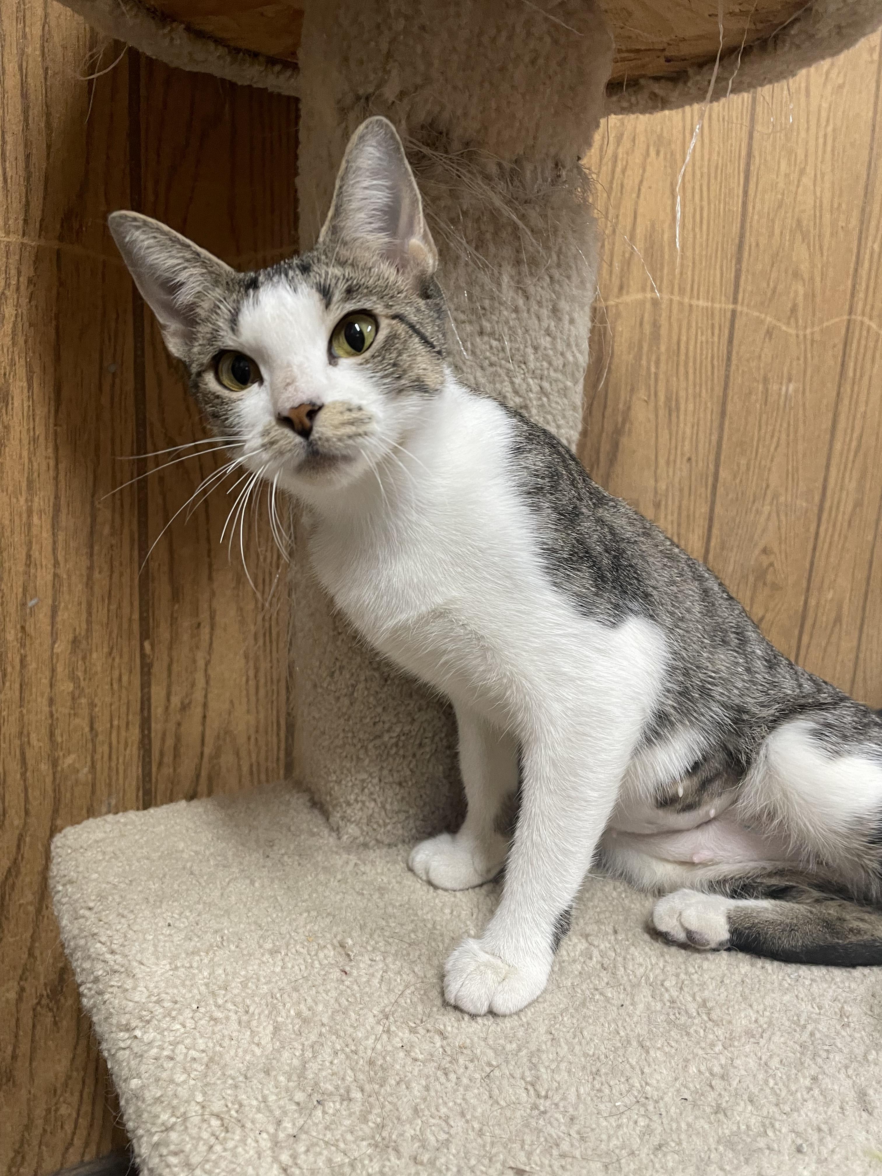 Enlarge Minnie, a Adoptable Domestic Short Hair in Mansfield, TX image 2/4