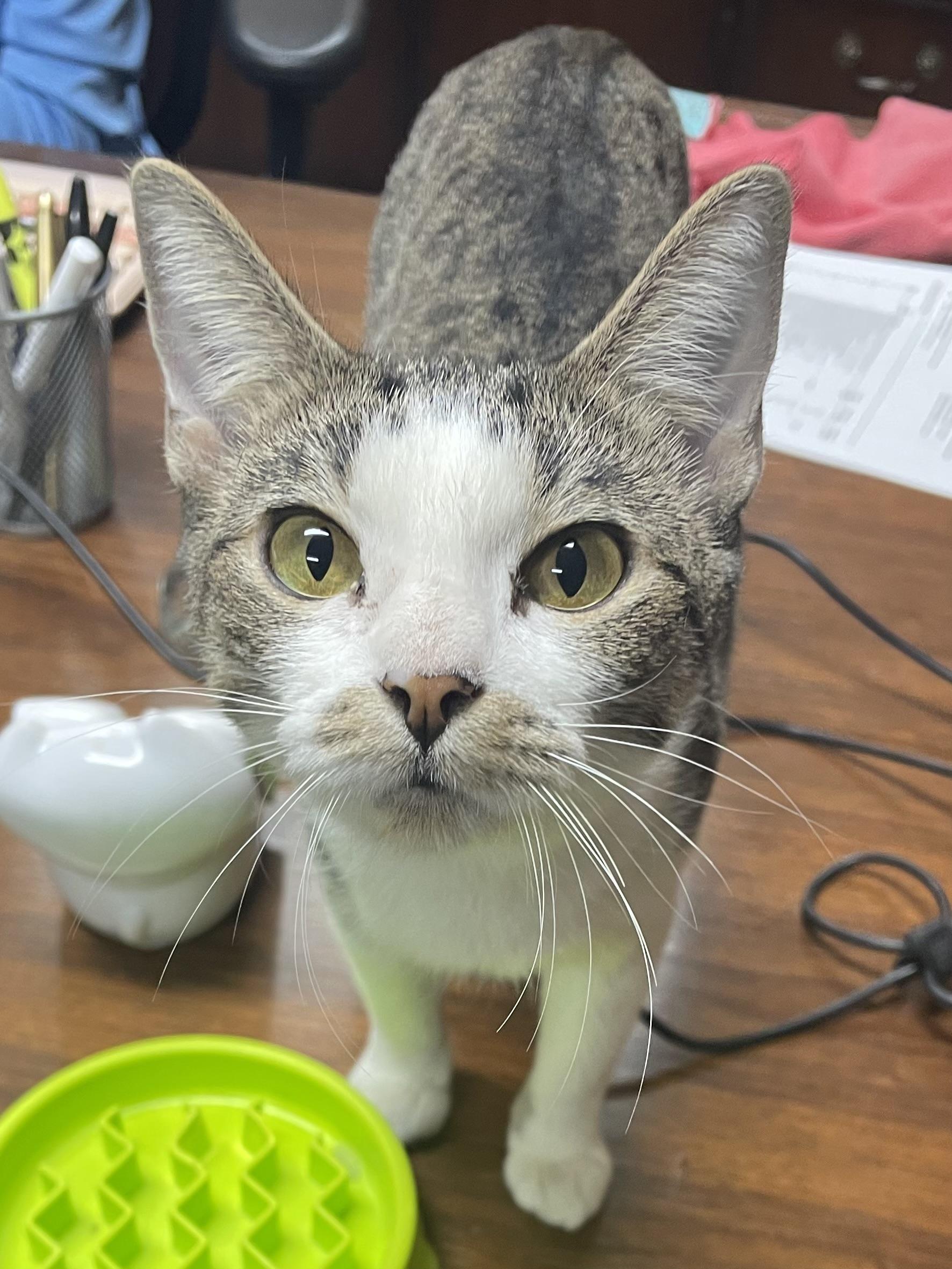 Enlarge Minnie, a Adoptable Domestic Short Hair in Mansfield, TX image 3/4