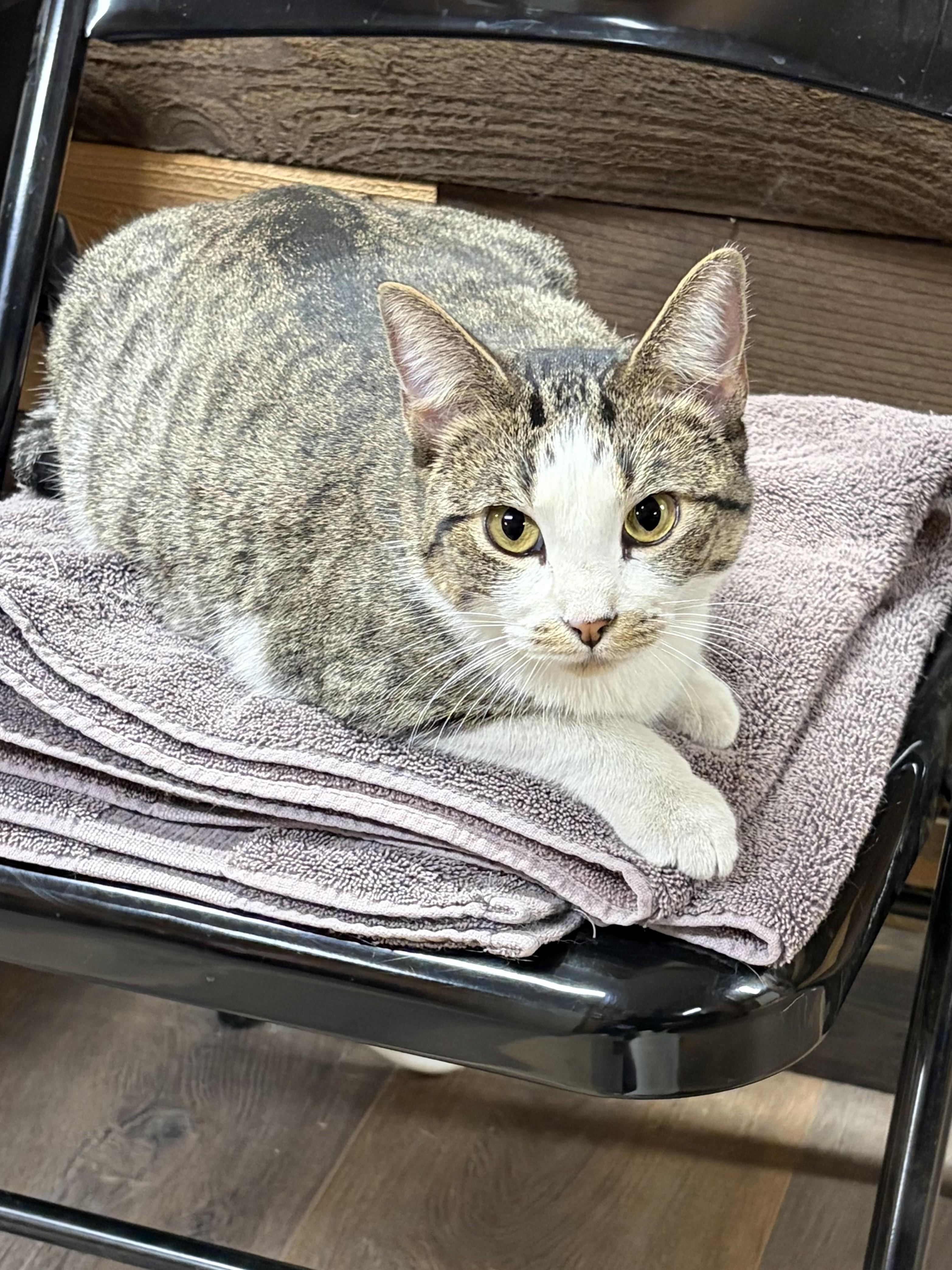 Enlarge Minnie, a Adoptable Domestic Short Hair in Mansfield, TX image 1/6