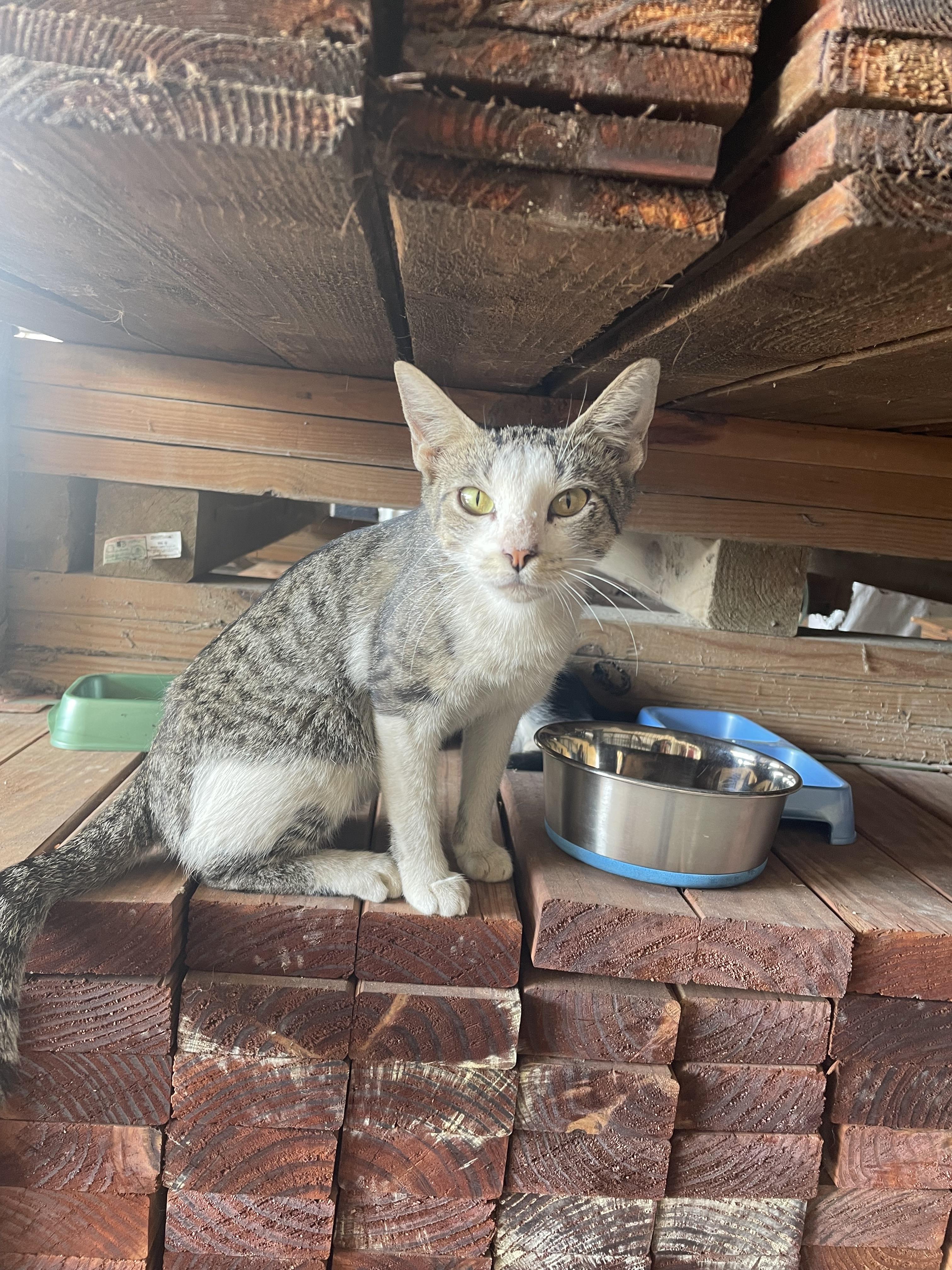 Enlarge Minnie, a Adoptable Domestic Short Hair in Mansfield, TX image 4/4
