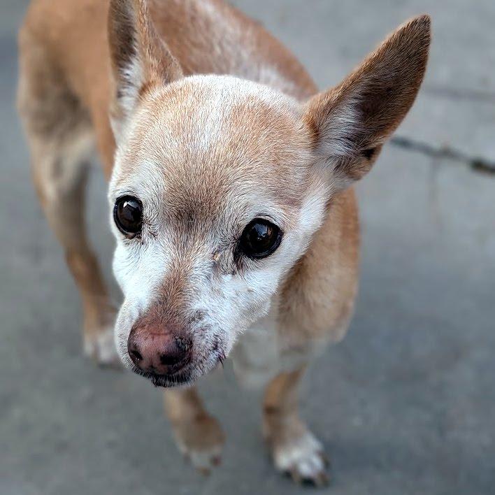 Enlarge Ashira, a ADOPTABLE Chihuahua in Hurricane, UT image 1/1