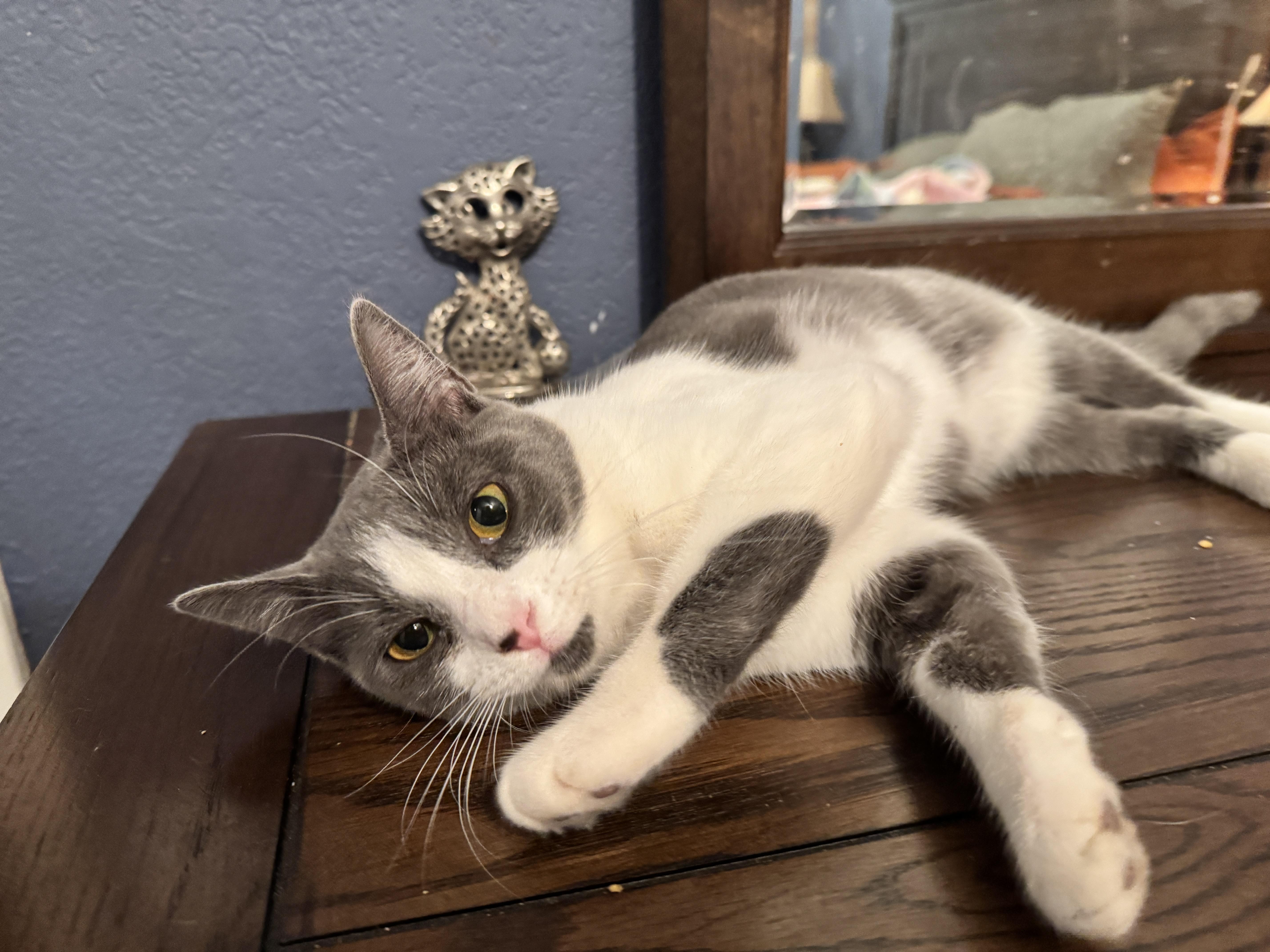 Pixie, Young Female Domestic Short Hair