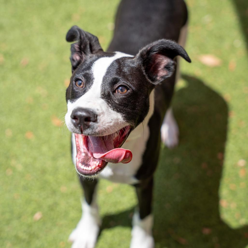 Kai, a Adoptable mixed breed in Gainesville, GA image 1/3