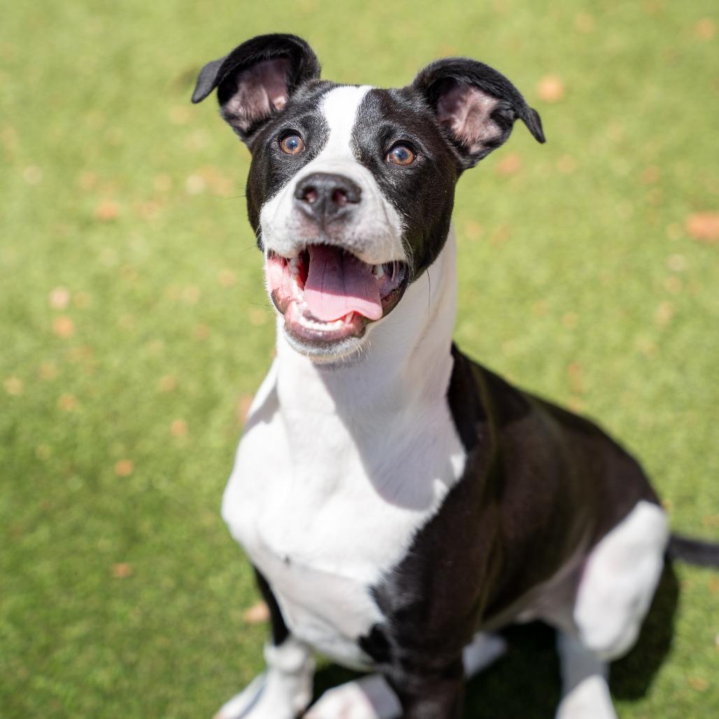 Kai, a Adoptable mixed breed in Gainesville, GA image 2/3
