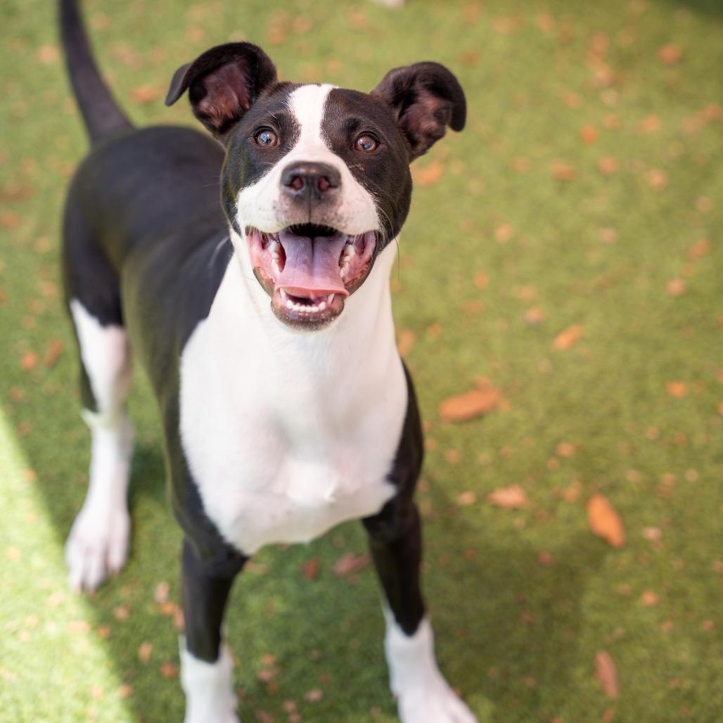 Kai, a Adoptable mixed breed in Gainesville, GA image 3/3