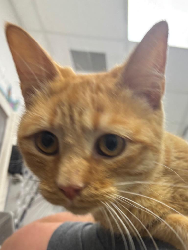 Peaches, Adoptable, Adult Female Domestic Short Hair.