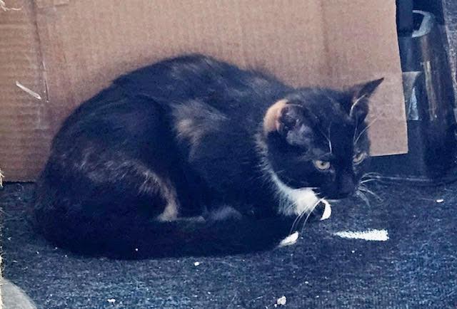 Enlarge Detour, a Adoptable Domestic Short Hair in Canal Winchester, OH image 1/3