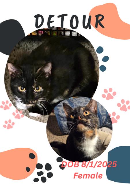 Enlarge Detour, a Adoptable Domestic Short Hair in Canal Winchester, OH image 2/3