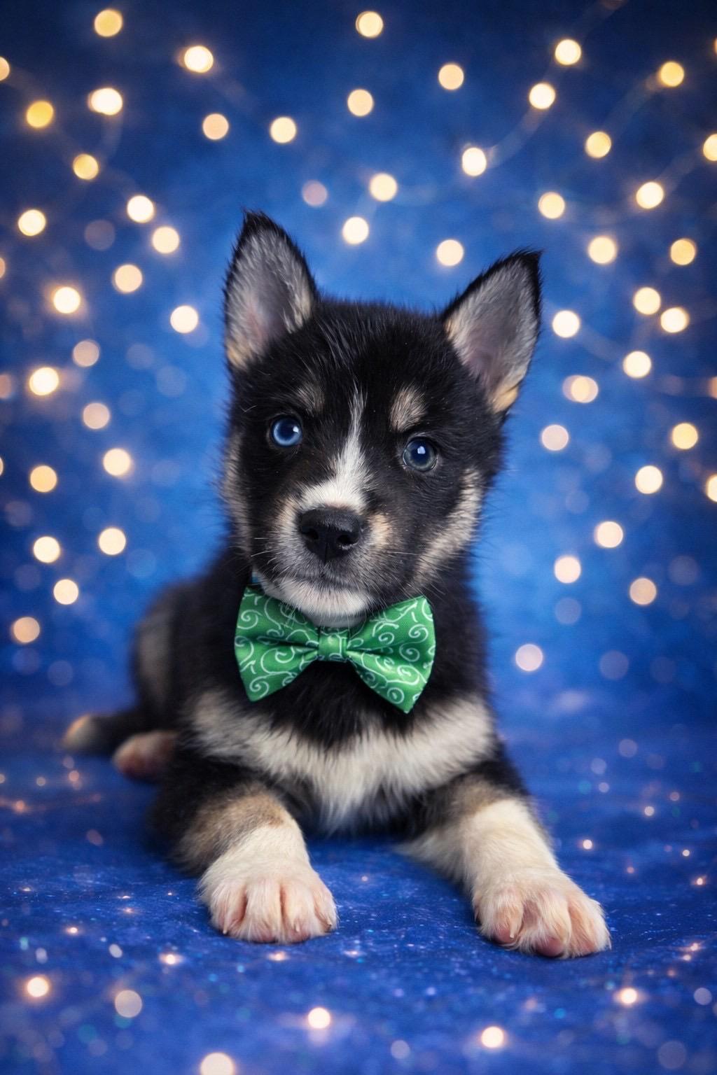 Graves, ADOPTABLE, Puppy Male Husky & Pomeranian.