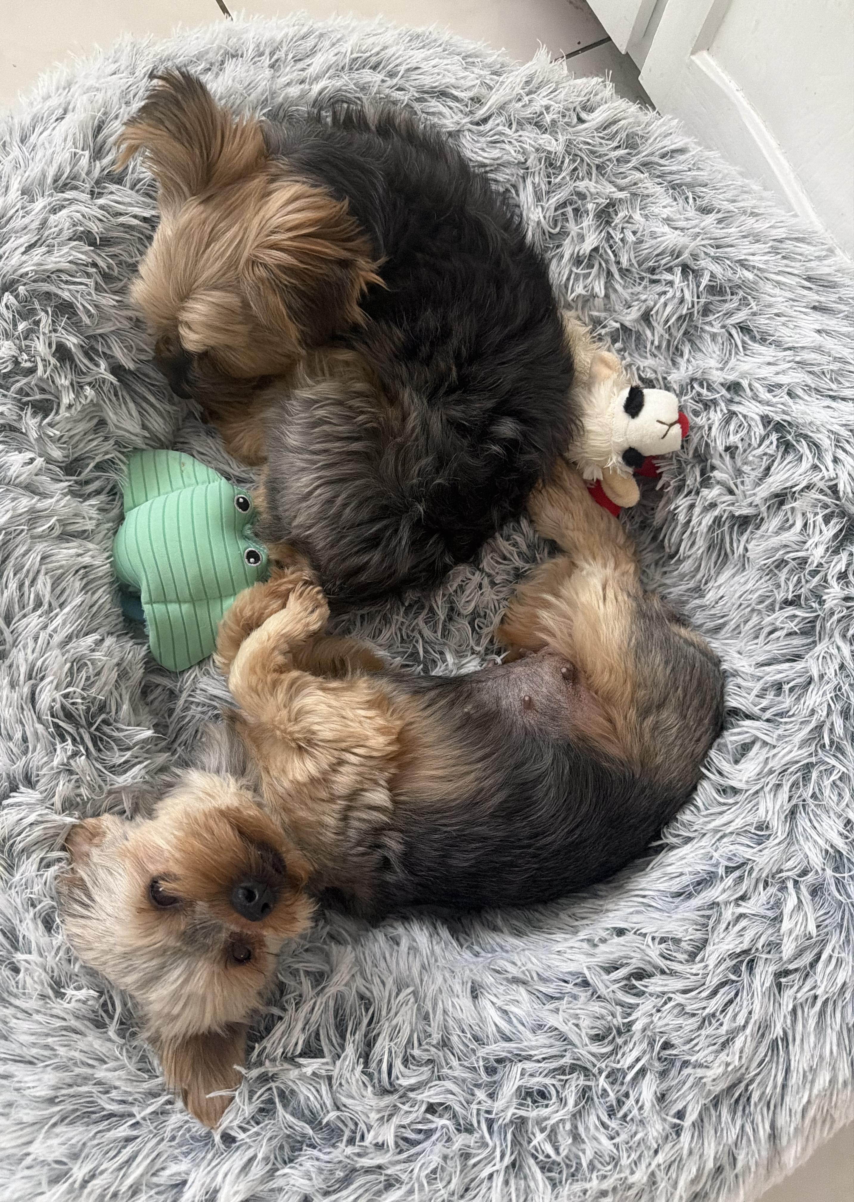 Giada, a ADOPTABLE Yorkshire Terrier in Staten Island, NY image 5/6