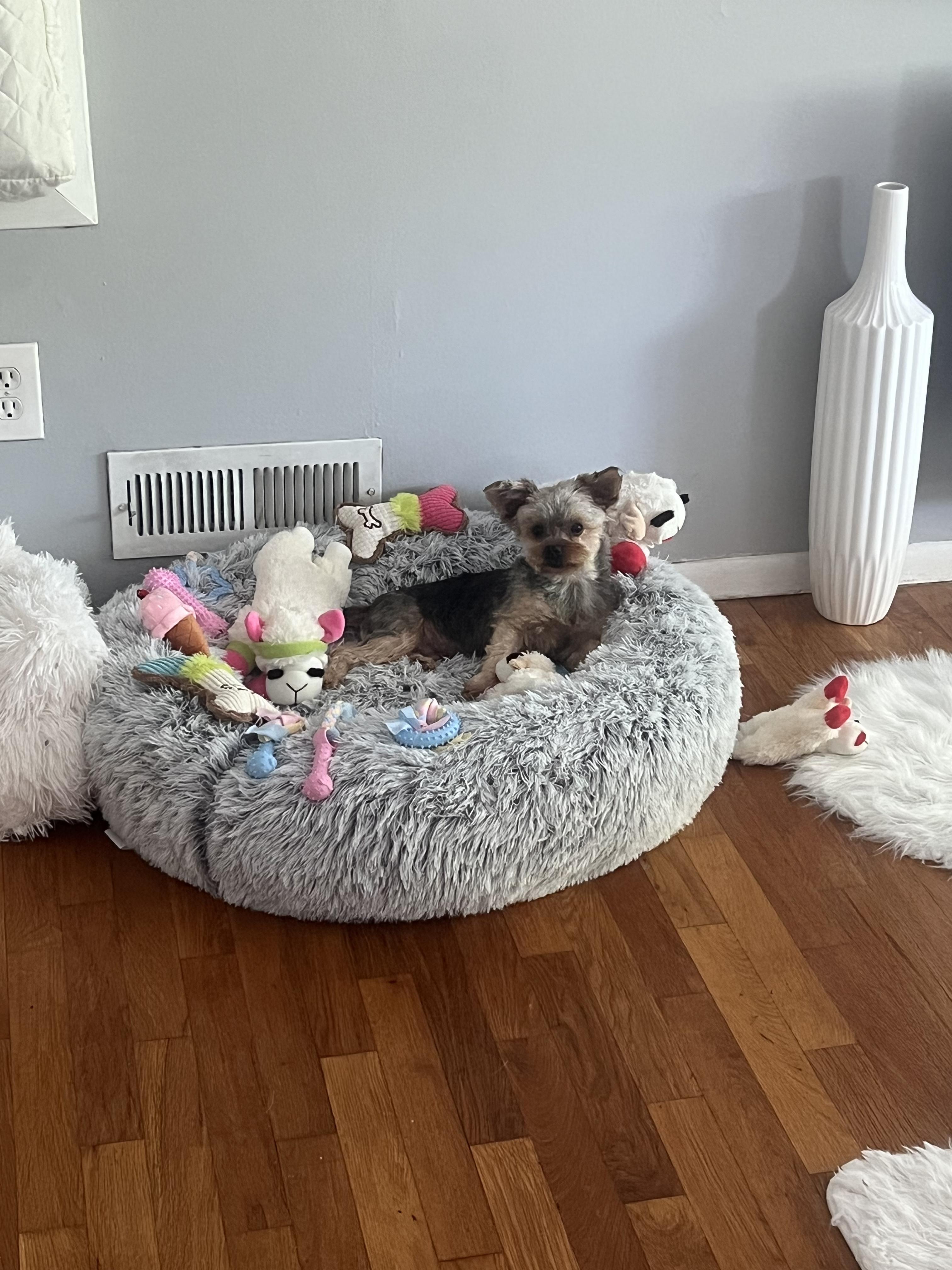 Giada, a ADOPTABLE Yorkshire Terrier in Staten Island, NY image 4/6