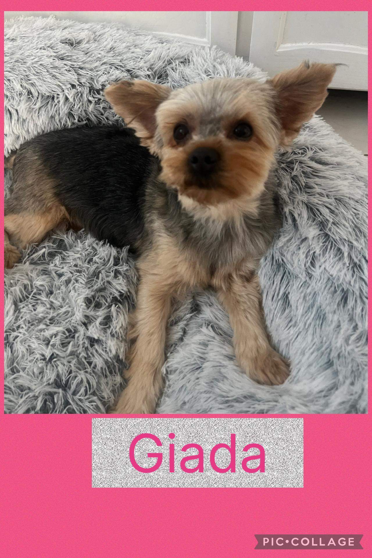 Giada, ADOPTABLE, Young Female Yorkshire Terrier.