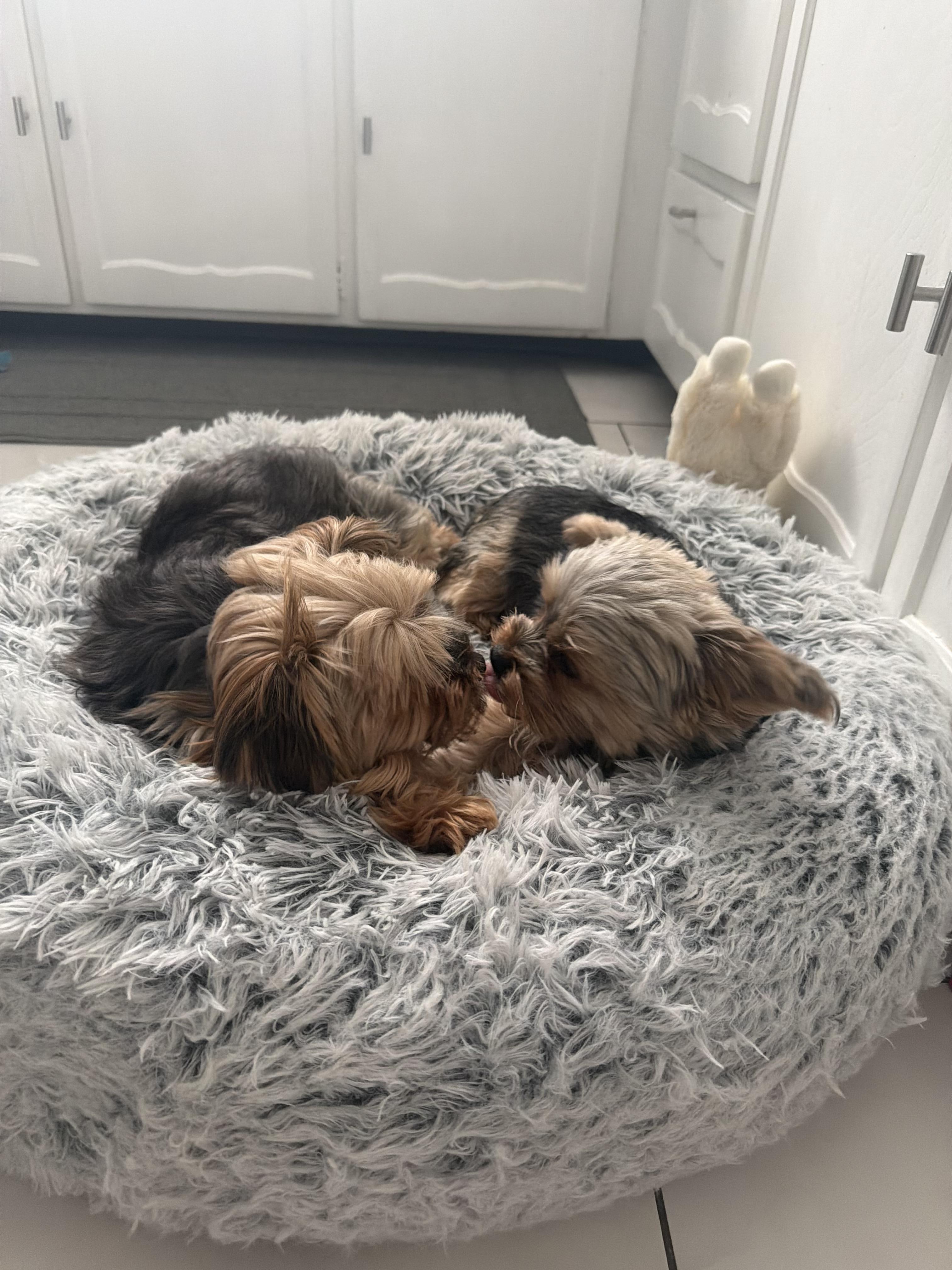 Giada, a ADOPTABLE Yorkshire Terrier in Staten Island, NY image 2/6