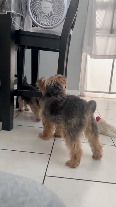 Enlarge Giada, a ADOPTABLE Yorkshire Terrier in Staten Island, NY video 3/6