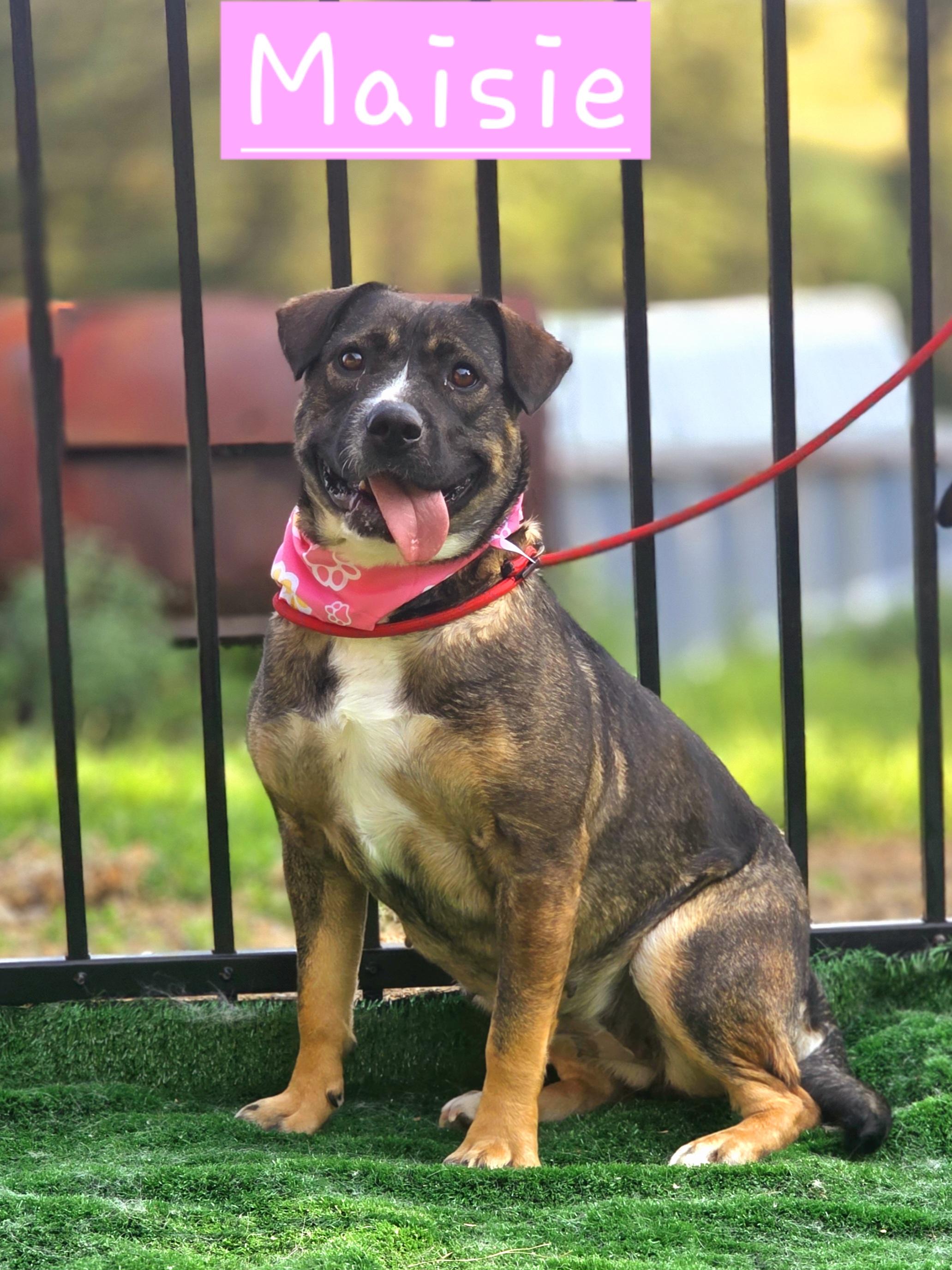 Maisie, Adoptable, Young Female German Shepherd Dog.