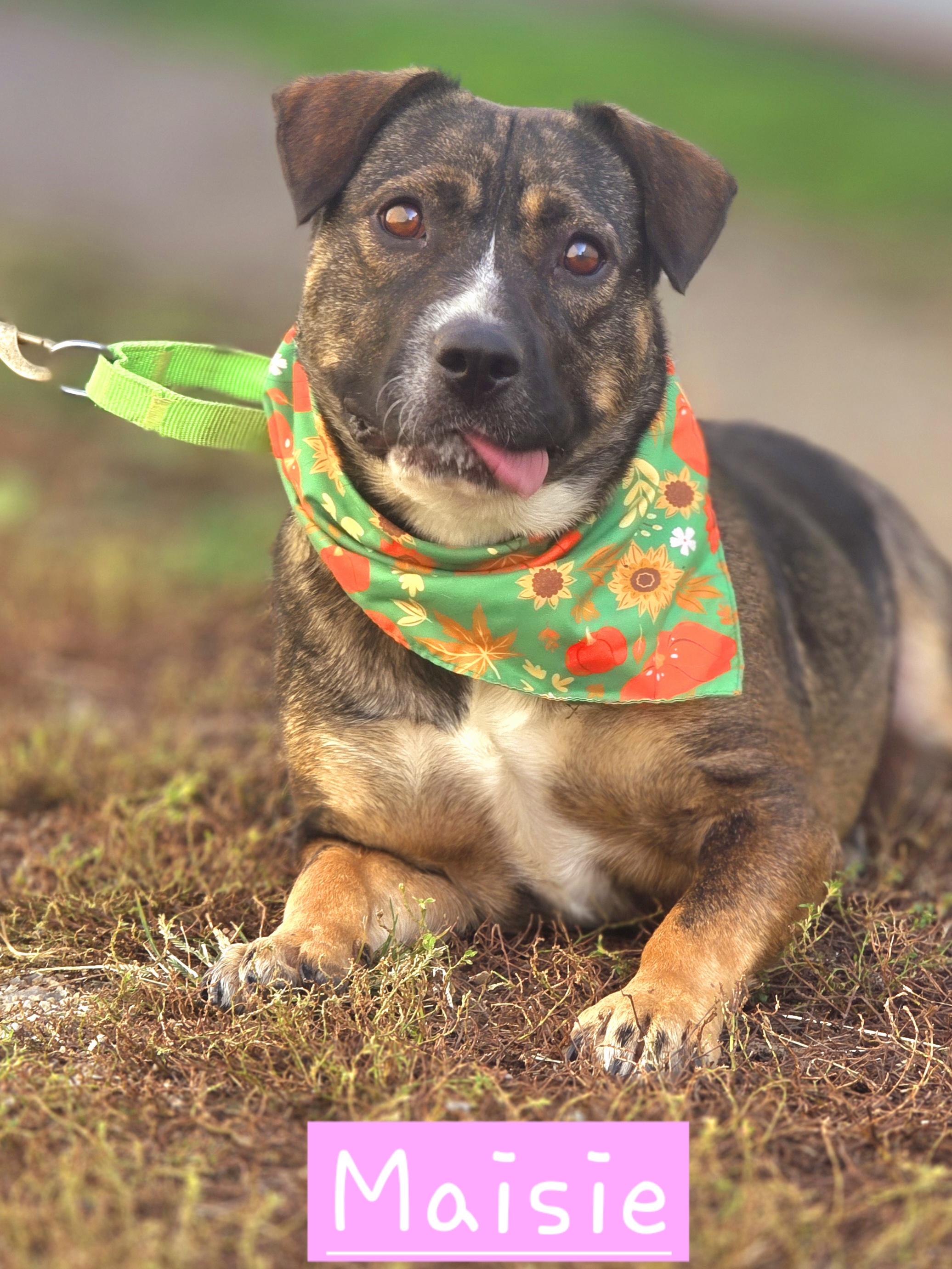 Maisie, Adoptable, Young Female German Shepherd Dog.