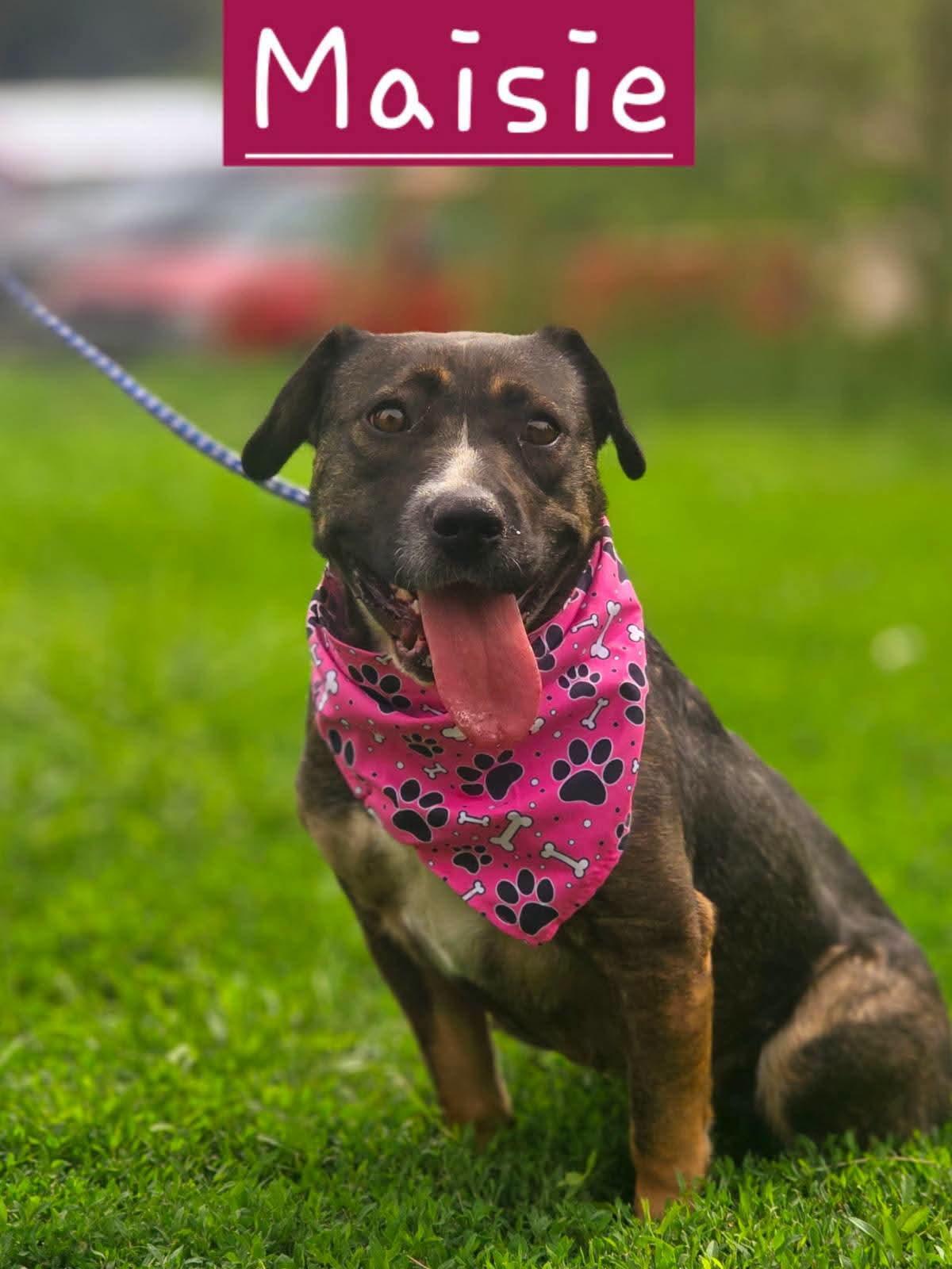 Enlarge Maisie, a Adoptable mixed breed in Walthill, NE image 2/2