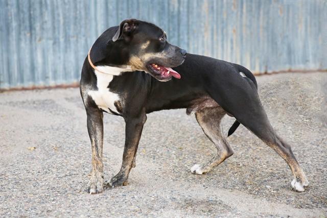 Enlarge ZION, a Adoptable mixed breed in Albuquerque, NM image 1/1
