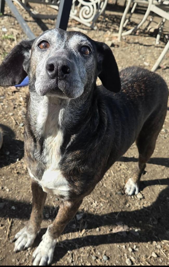 Enlarge Maggie, a Adoptable mixed breed in Olney, IL image 1/1