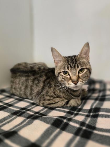 Enlarge Mushu, a Adoptable mixed breed in Woodstock, IL image 1/4