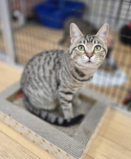 Mushu, Adoptable, Adult Female Domestic Short Hair.