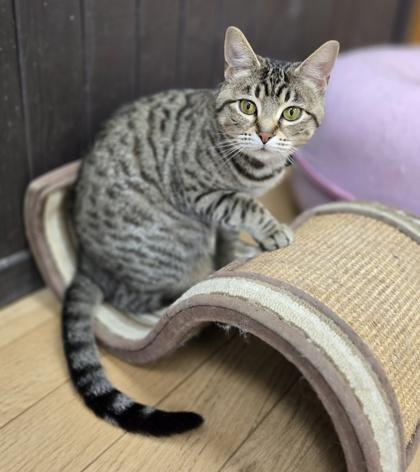 Enlarge Mushu, a Adoptable mixed breed in Woodstock, IL image 2/3