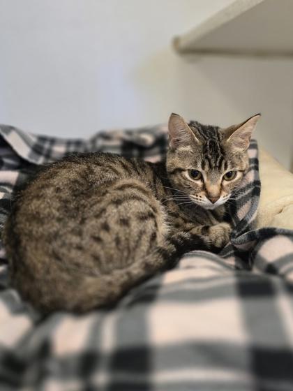 Enlarge Mushu, a Adoptable mixed breed in Woodstock, IL image 2/4