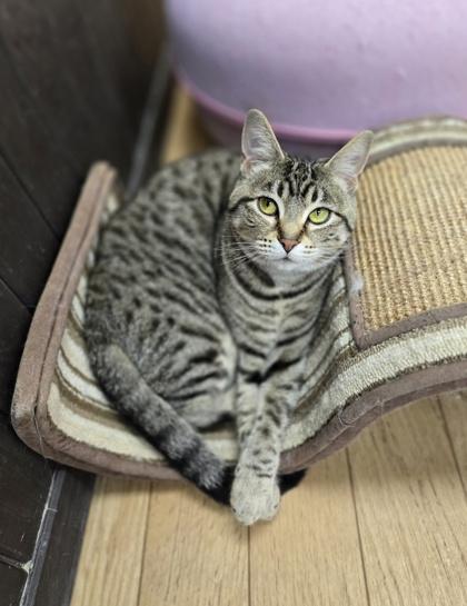 Enlarge Mushu, a Adoptable mixed breed in Woodstock, IL image 3/3