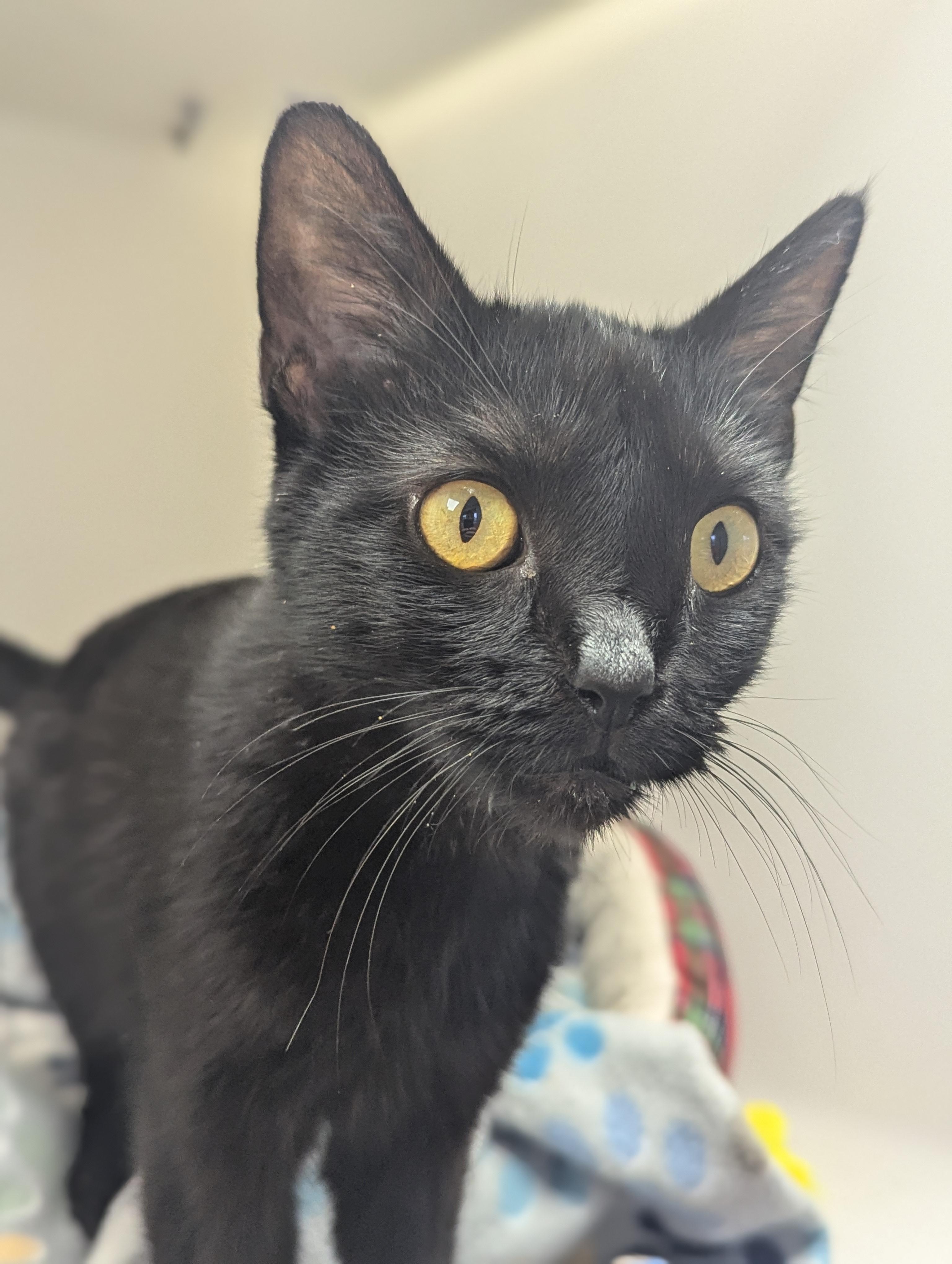 Ripple, Adopted, Adult Female Domestic Short Hair.