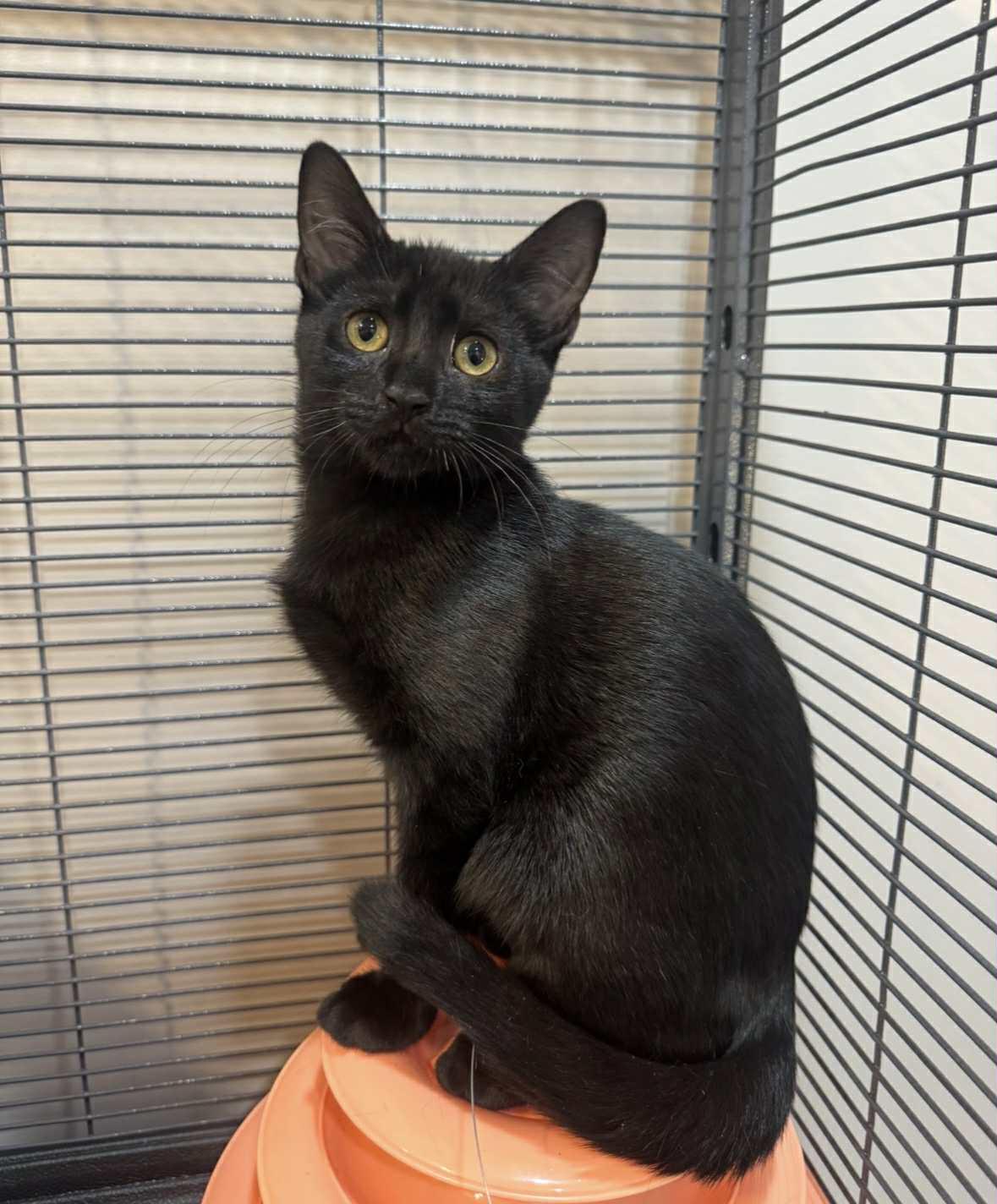 Ellie and Delilah, a Adoptable Domestic Short Hair in Sudbury, MA image 1/3