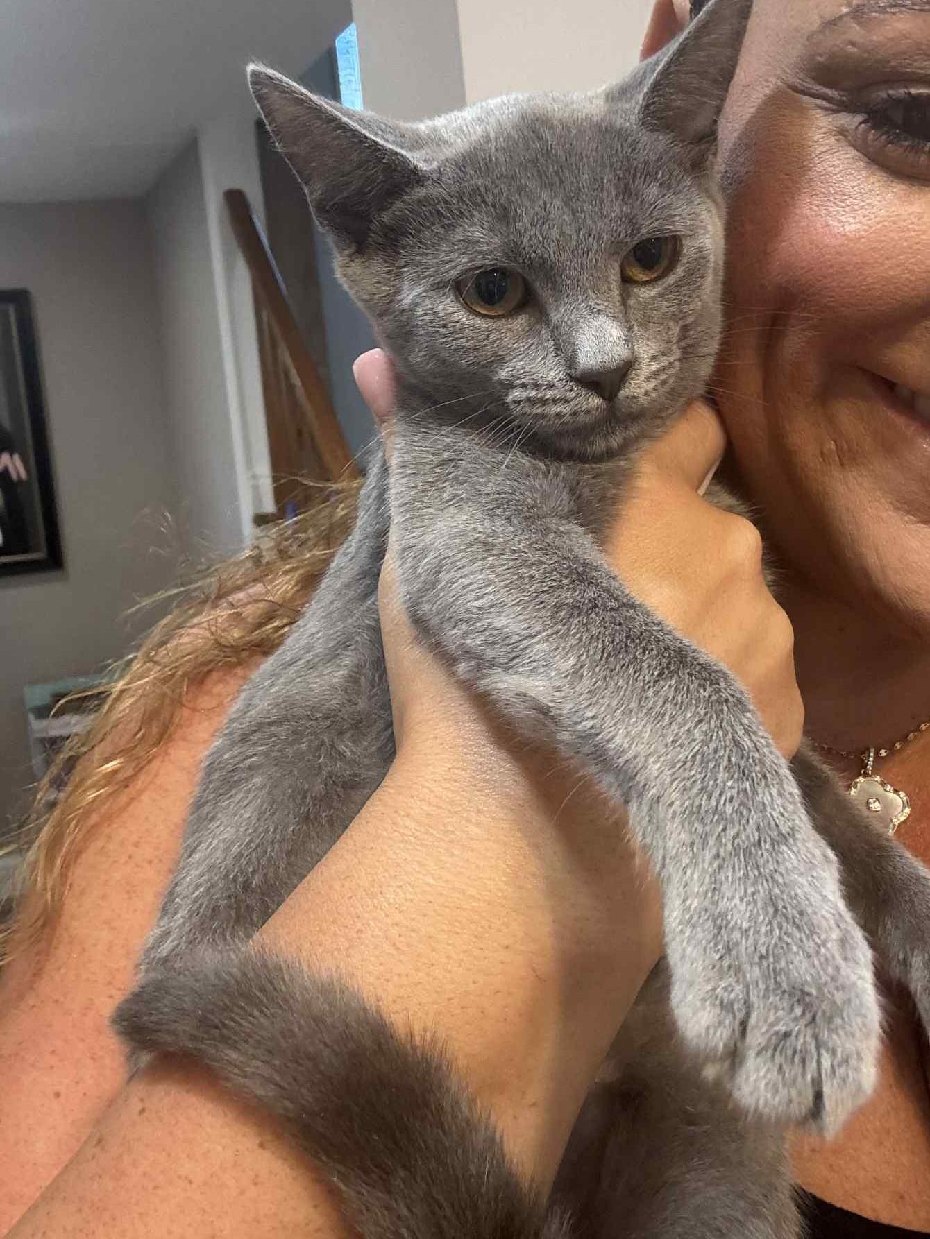 Ellie and Delilah, a Adoptable Domestic Short Hair in Sudbury, MA image 2/3