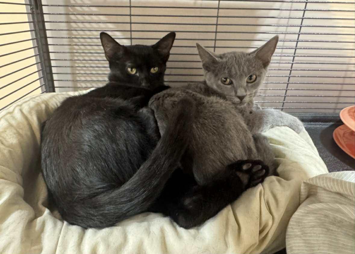 Ellie and Delilah, a Adoptable Domestic Short Hair in Sudbury, MA image 3/3