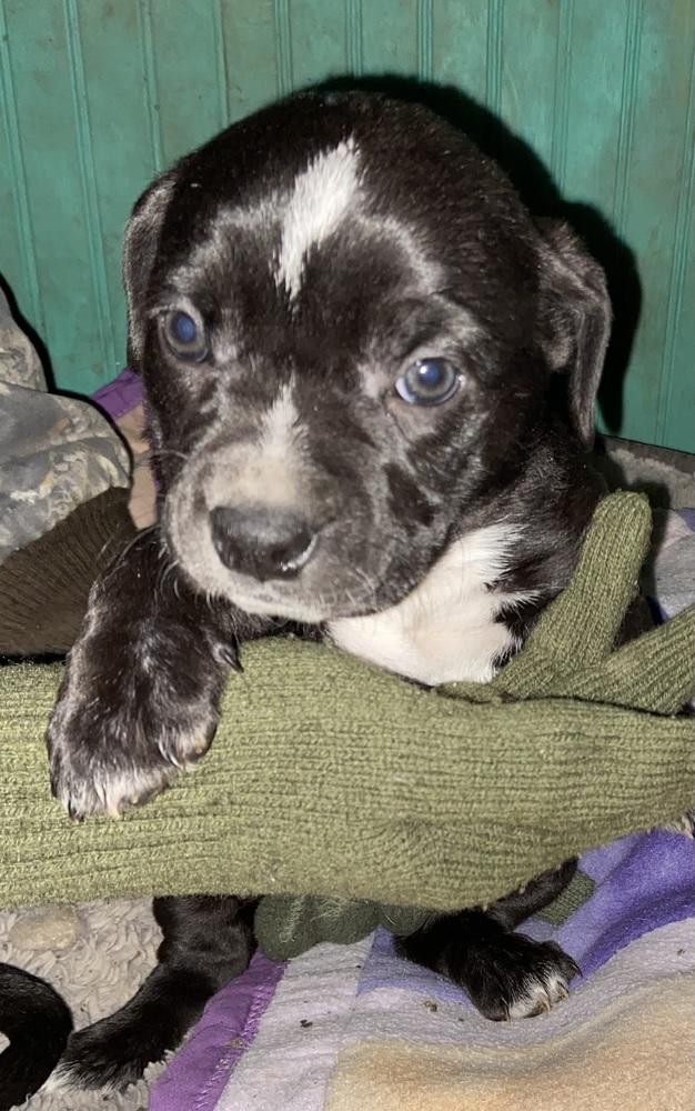 Kara, Adopted, Puppy Female Dachshund.