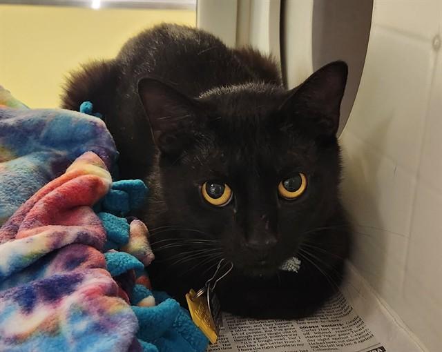 Enlarge JEOFFERY, a Adoptable Domestic Short Hair in St. Louis, MO image 1/1