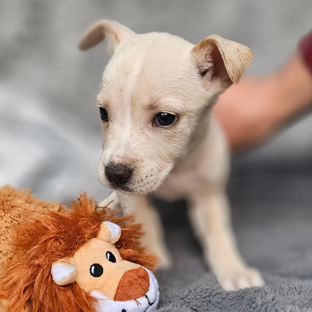 Jules — thumbnail 2