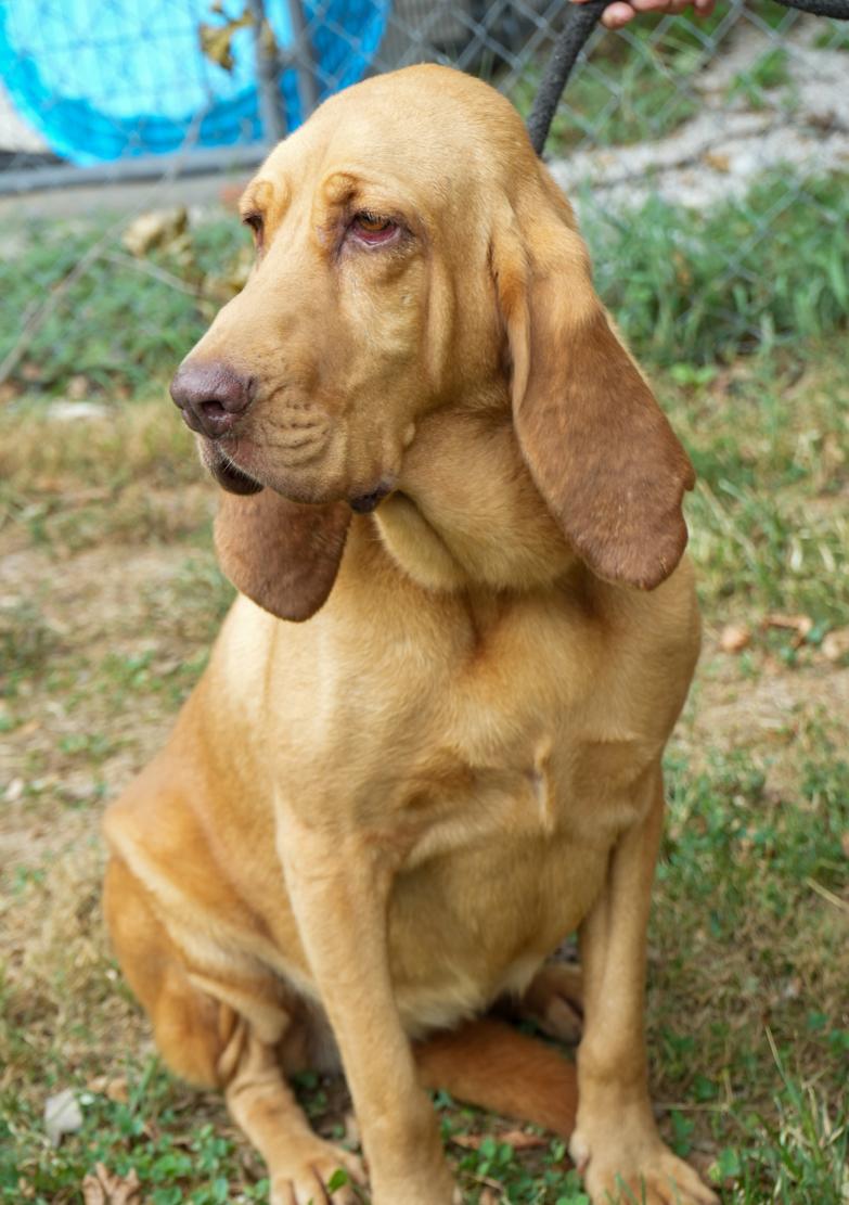 Enlarge Lucy is a LOVER LOVER LOVER! VIDEO of this THERAPY SWEET bloodhound - HOUSETRAINED - LOVES KIDS, an adoptable Bloodhound in Bedford Hills, NY image 5/6