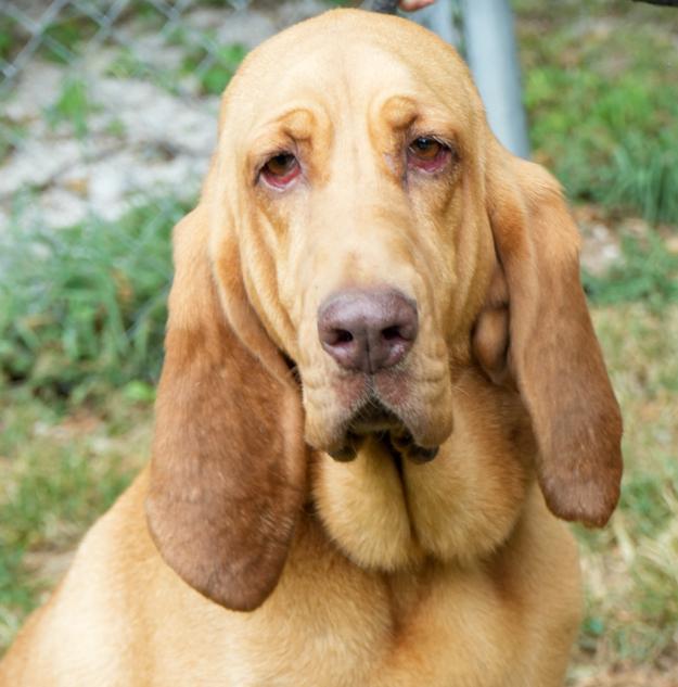 Enlarge Lucy is a LOVER LOVER LOVER! VIDEO of this THERAPY SWEET bloodhound - HOUSETRAINED - LOVES KIDS, an adoptable Bloodhound in Bedford Hills, NY image 1/6