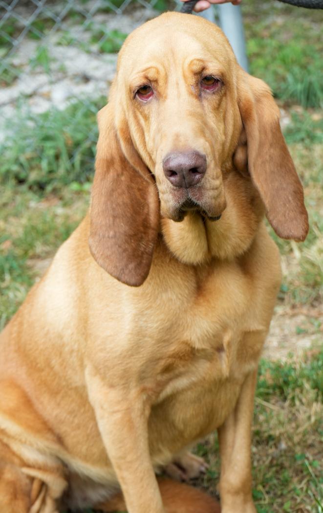 Enlarge Lucy is a LOVER LOVER LOVER! VIDEO of this THERAPY SWEET bloodhound - HOUSETRAINED - LOVES KIDS, an adoptable Bloodhound in Bedford Hills, NY image 4/6