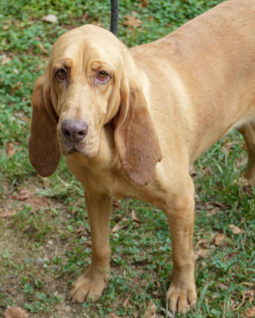 Enlarge Lucy is a LOVER LOVER LOVER! VIDEO of this THERAPY SWEET bloodhound - HOUSETRAINED - LOVES KIDS, an adoptable Bloodhound in Bedford Hills, NY image 3/6