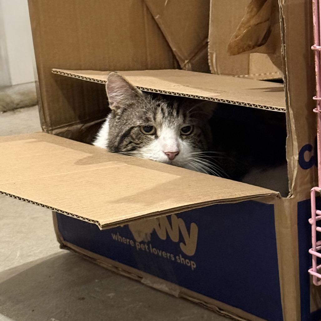 Aegon, Adoptable, Adult Male Domestic Short Hair.