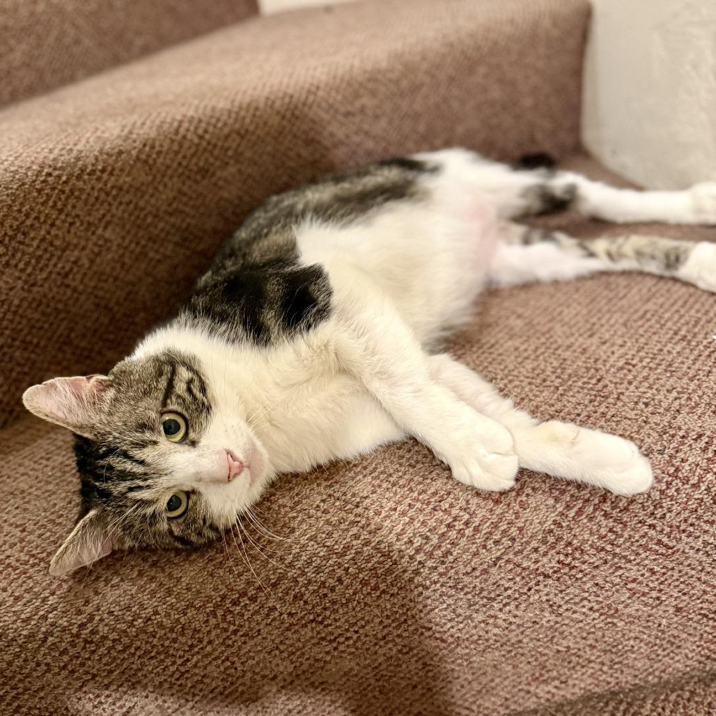 Enlarge Aegon, a Adoptable Domestic Short Hair in Wakefield, MA image 2/6