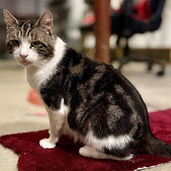 Enlarge Aegon, a Adoptable Domestic Short Hair in Wakefield, MA image 3/6