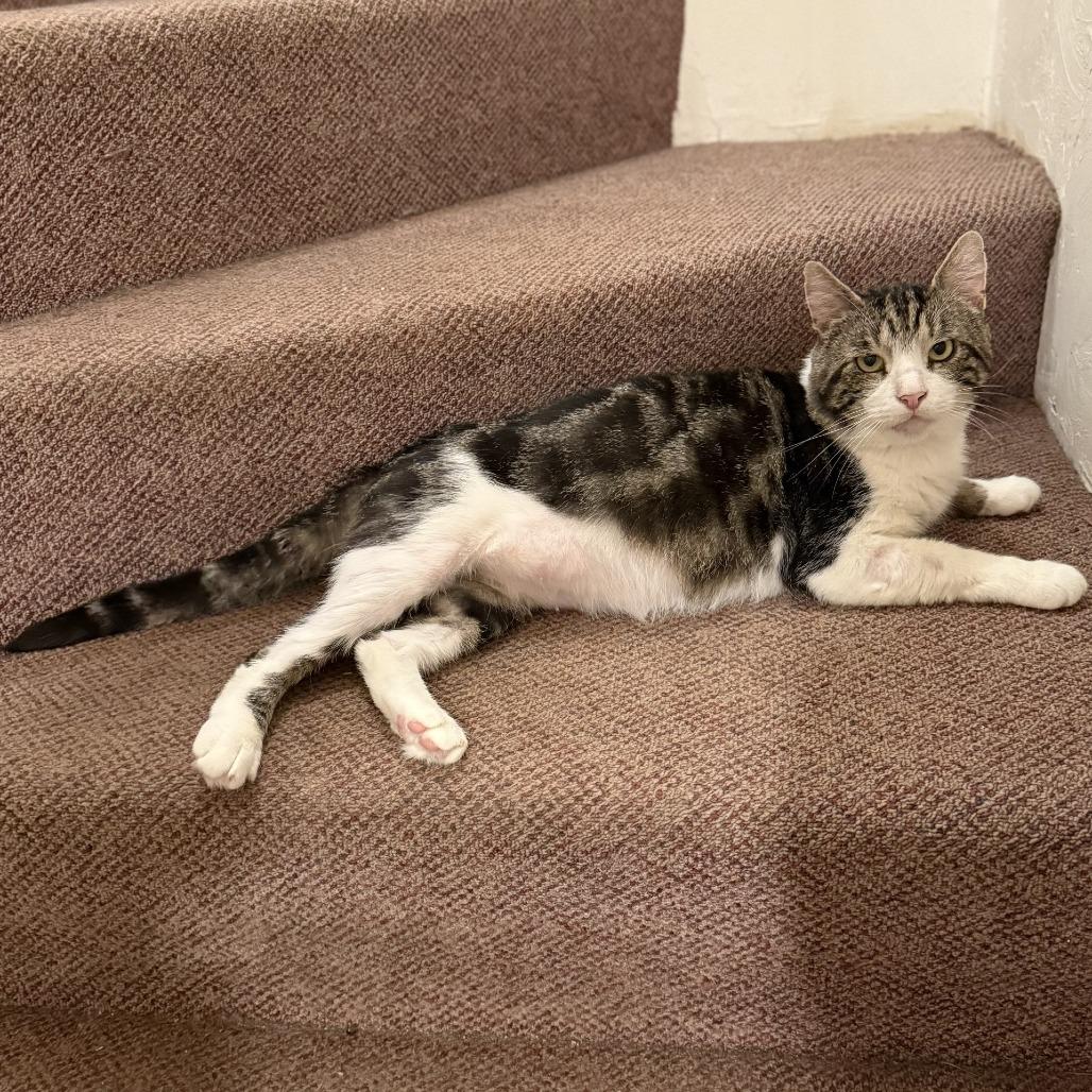 Enlarge Aegon, a Adoptable Domestic Short Hair in Wakefield, MA image 4/6