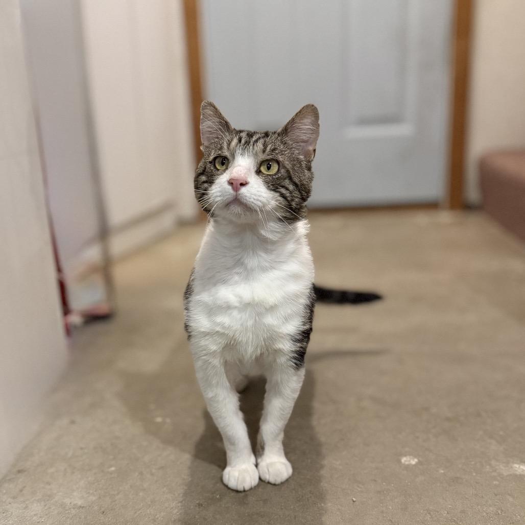 Enlarge Aegon, a Adoptable Domestic Short Hair in Wakefield, MA image 5/6