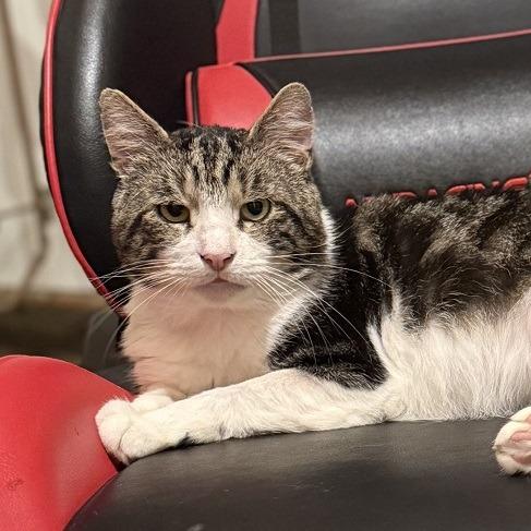 Enlarge Aegon, a Adoptable Domestic Short Hair in Wakefield, MA image 6/6