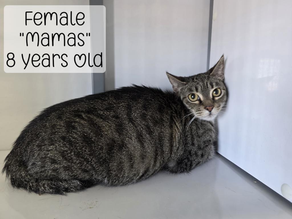 Mamas, Adoptable, Senior Female Domestic Short Hair.