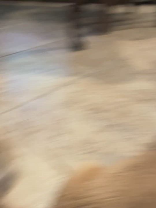 Enlarge Jack, a Adopted Pit Bull Terrier in San Diego, CA video 1/5